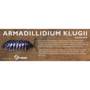 Armadillidium klugii - Isopod Label