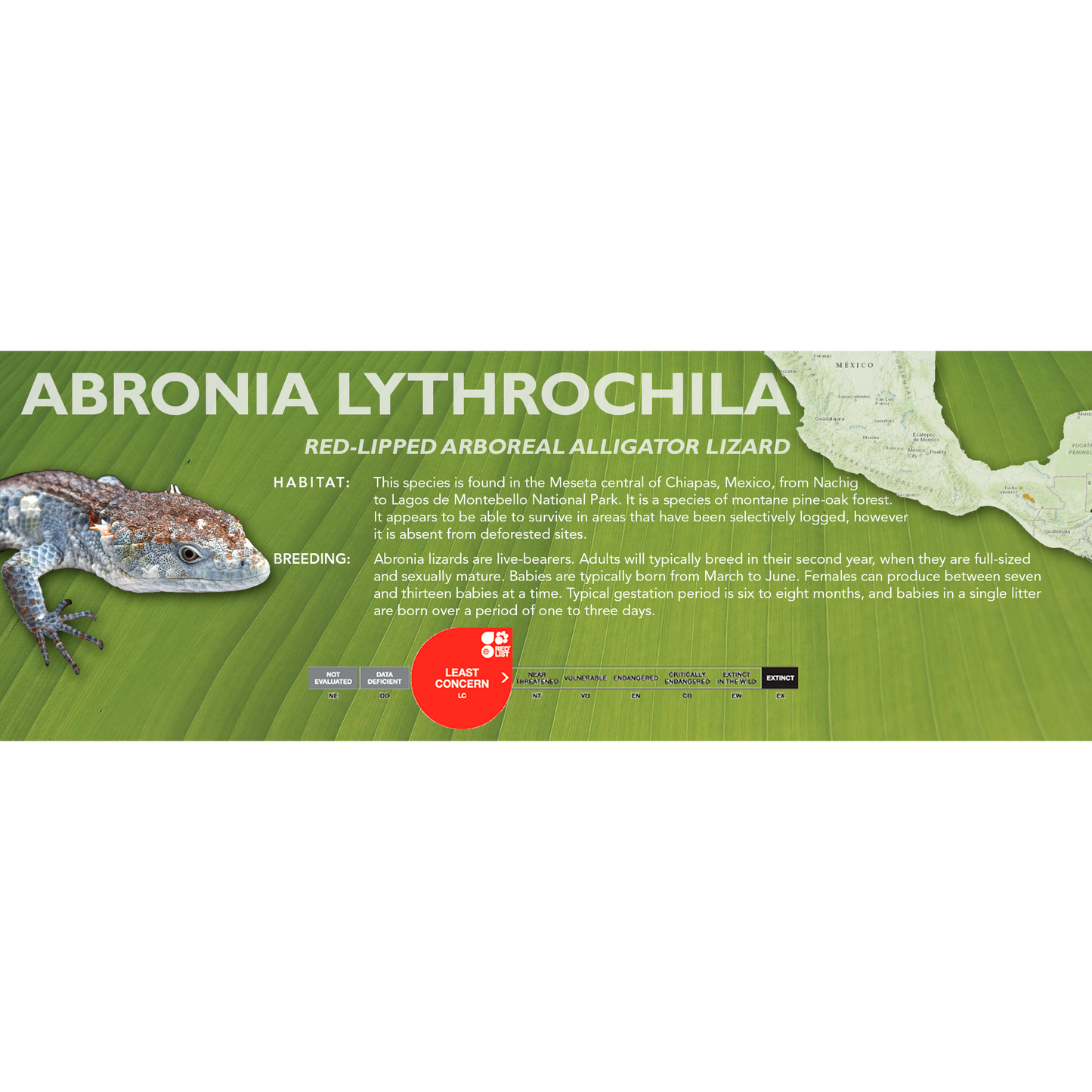 Red-Lipped Arboreal Alligator Lizard (Abronia lythrochila) Standard Vivarium Label