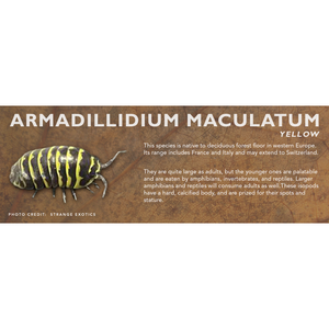 Armadillidium maculatum - Isopod Label