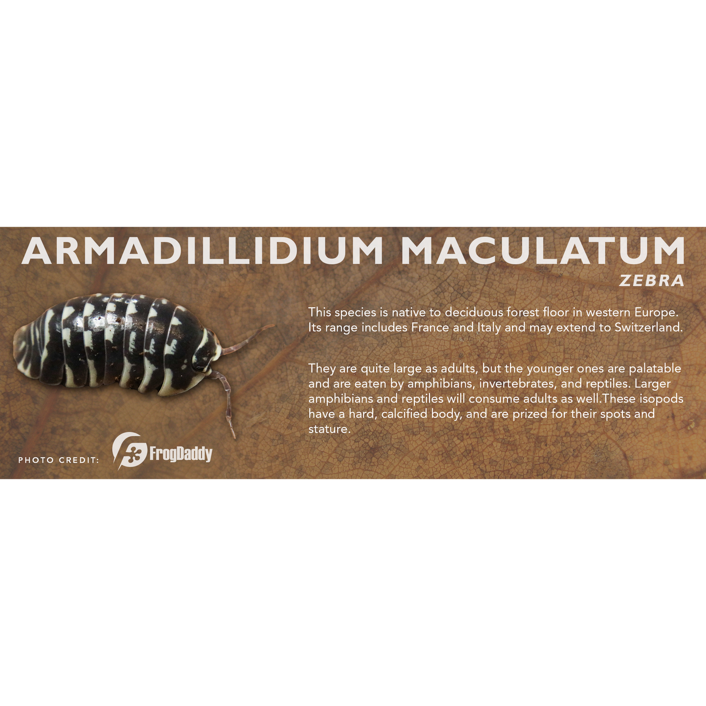 Armadillidium maculatum - Isopod Label