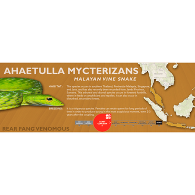 Malayan Vine Snake (Ahaetulla mycterizans) Standard Vivarium Label