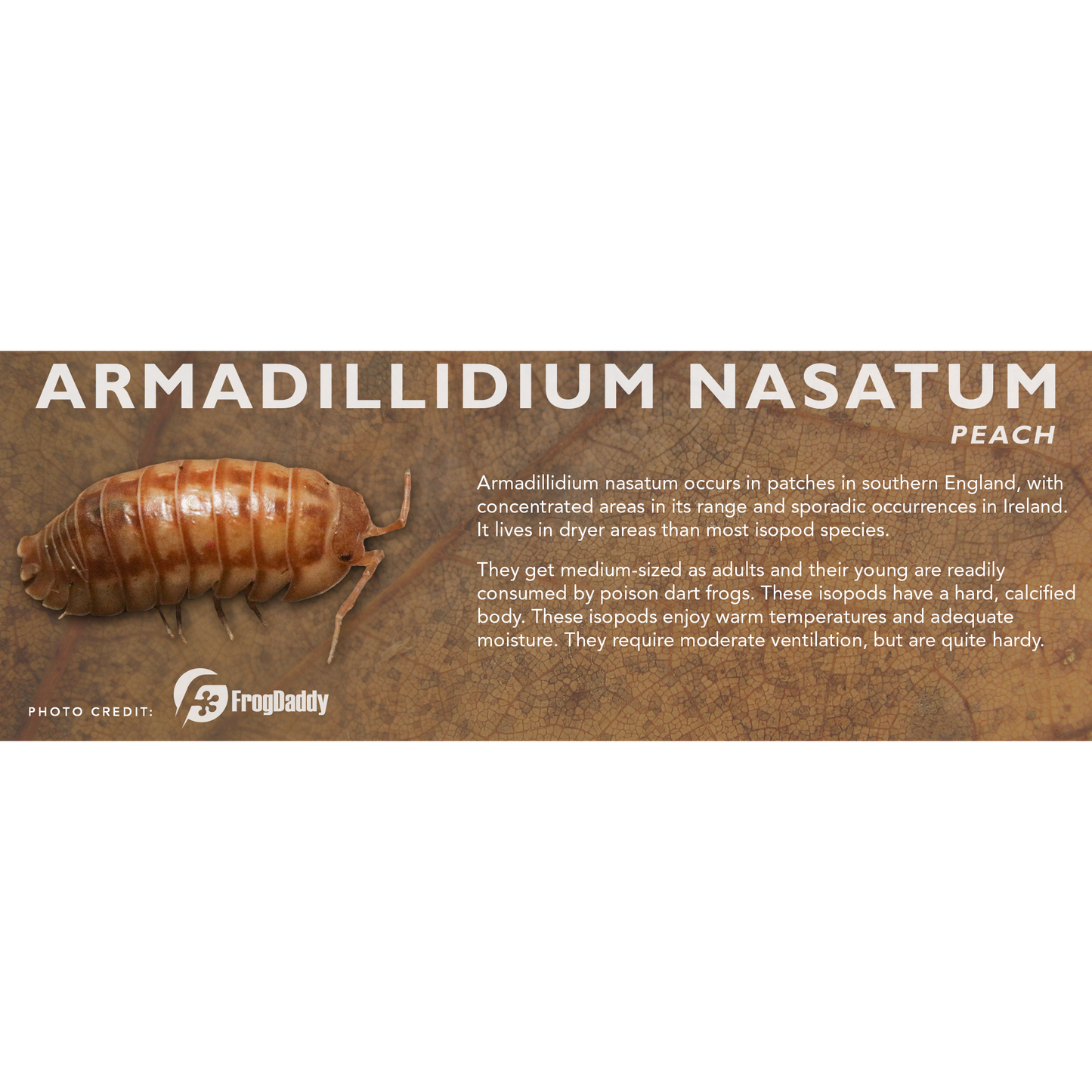 Armadillidium nasatum - Isopod Label