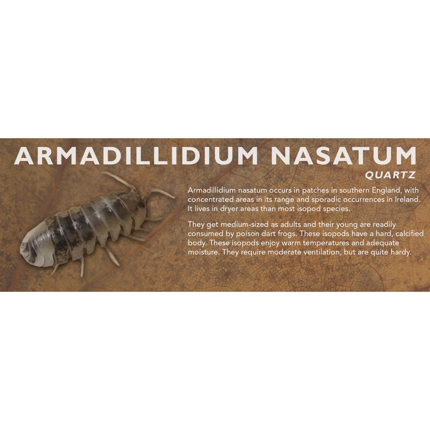 Armadillidium nasatum - Isopod Label