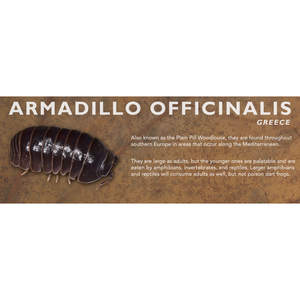 Armadillo officinalis - Isopod Label