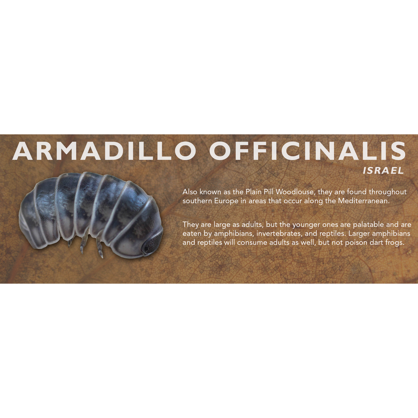 Armadillo officinalis - Isopod Label