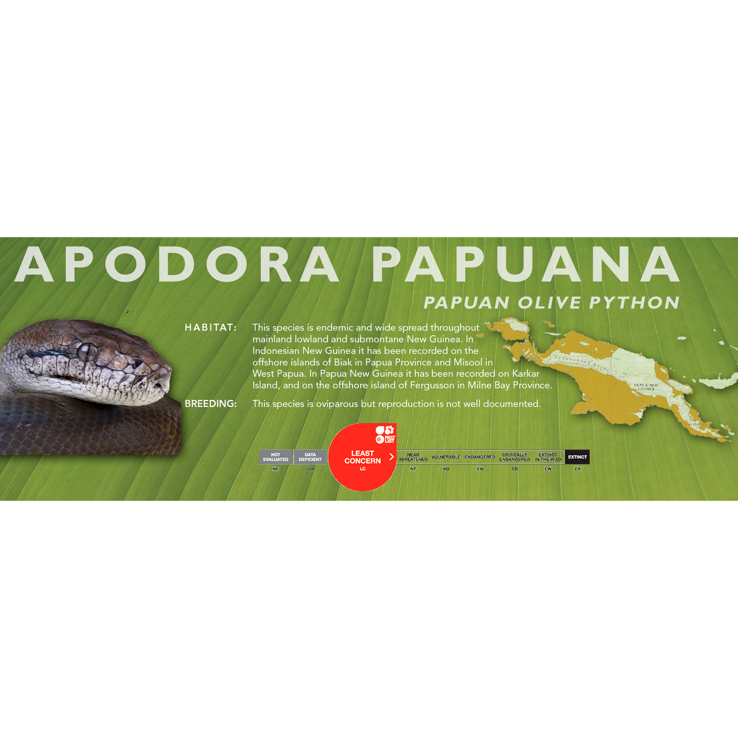 Papuan Olive Python (Liasis papuanus - Apodora papuana) Standard Vivarium Label