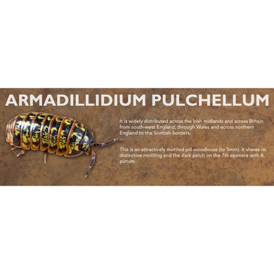 Armadillidium pulchellum - Isopod Label