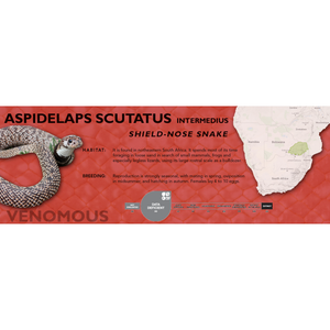 Shield-Nose Snake (Aspidelaps scutatus intermedius) Standard Vivarium Label