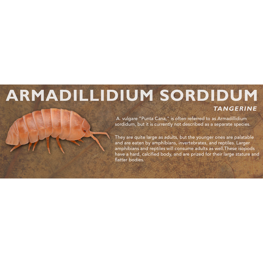 Armadillidium sordidum - Isopod Label