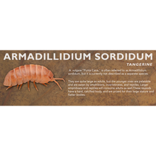 Load image into Gallery viewer, Armadillidium sordidum - Isopod Label