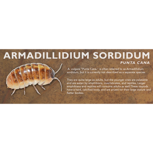 Armadillidium sordidum - Isopod Label