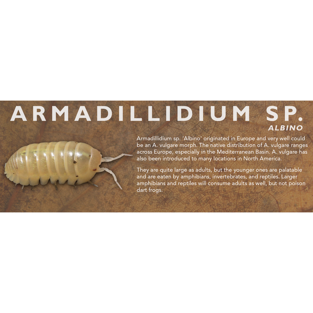 Armadillidium sp. Albino - Isopod Label