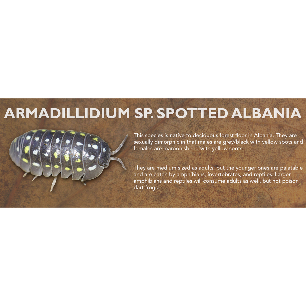 Armadillidium sp. Spotted Albania - Isopod Label