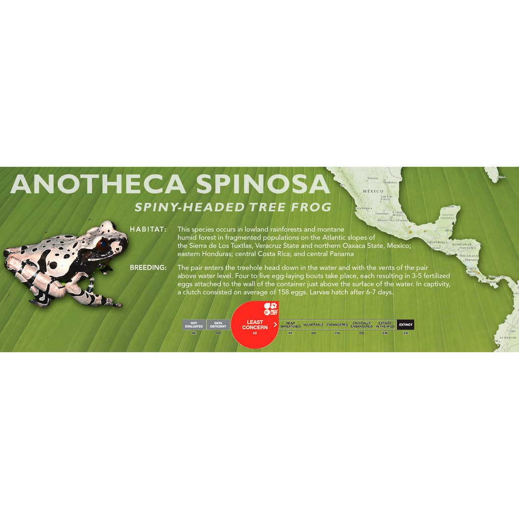 Spiny-Headed Tree Frog (Anotheca spinosa) - Standard Vivarium Label