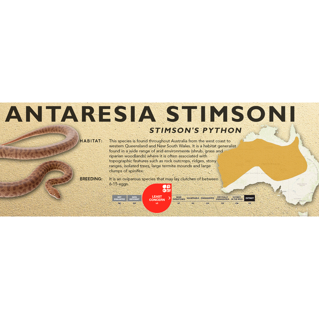 Stimson's Python (Antaresia stimsoni) Standard Vivarium Label