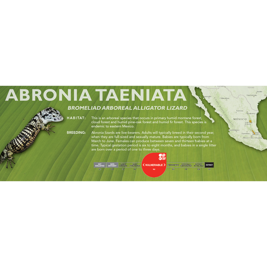 Bromeliad Arboreal Alligator Lizard (Abronia taeniata) Classic Vivarium Label