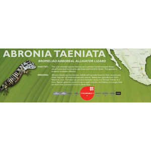 Bromeliad Arboreal Alligator Lizard (Abronia taeniata) Standard Vivarium Label