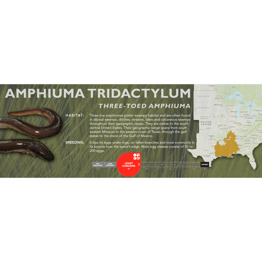 Three-Toed Amphiuma (Amphiuma tridactylum) - Classic Vivarium Label