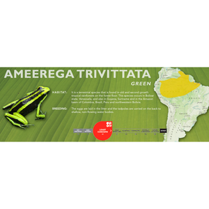 Ameerega trivittata - Standard Vivarium Label