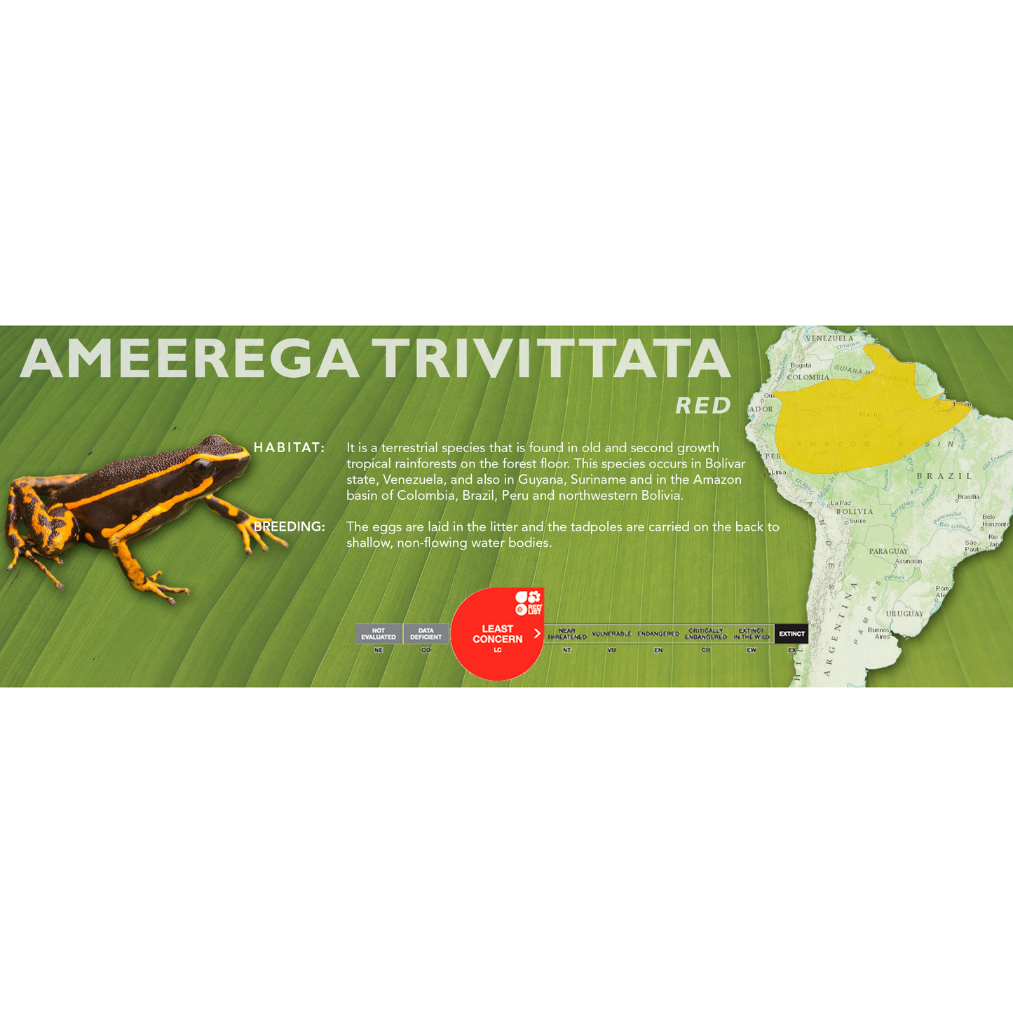 Ameerega trivittata - Classic Vivarium Label