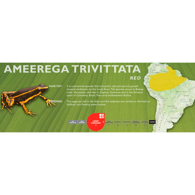 Ameerega trivittata - Standard Vivarium Label