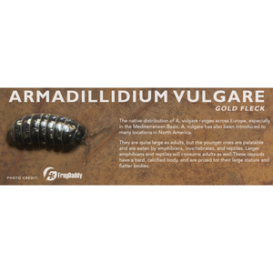 Armadillidium vulgare - Isopod Label
