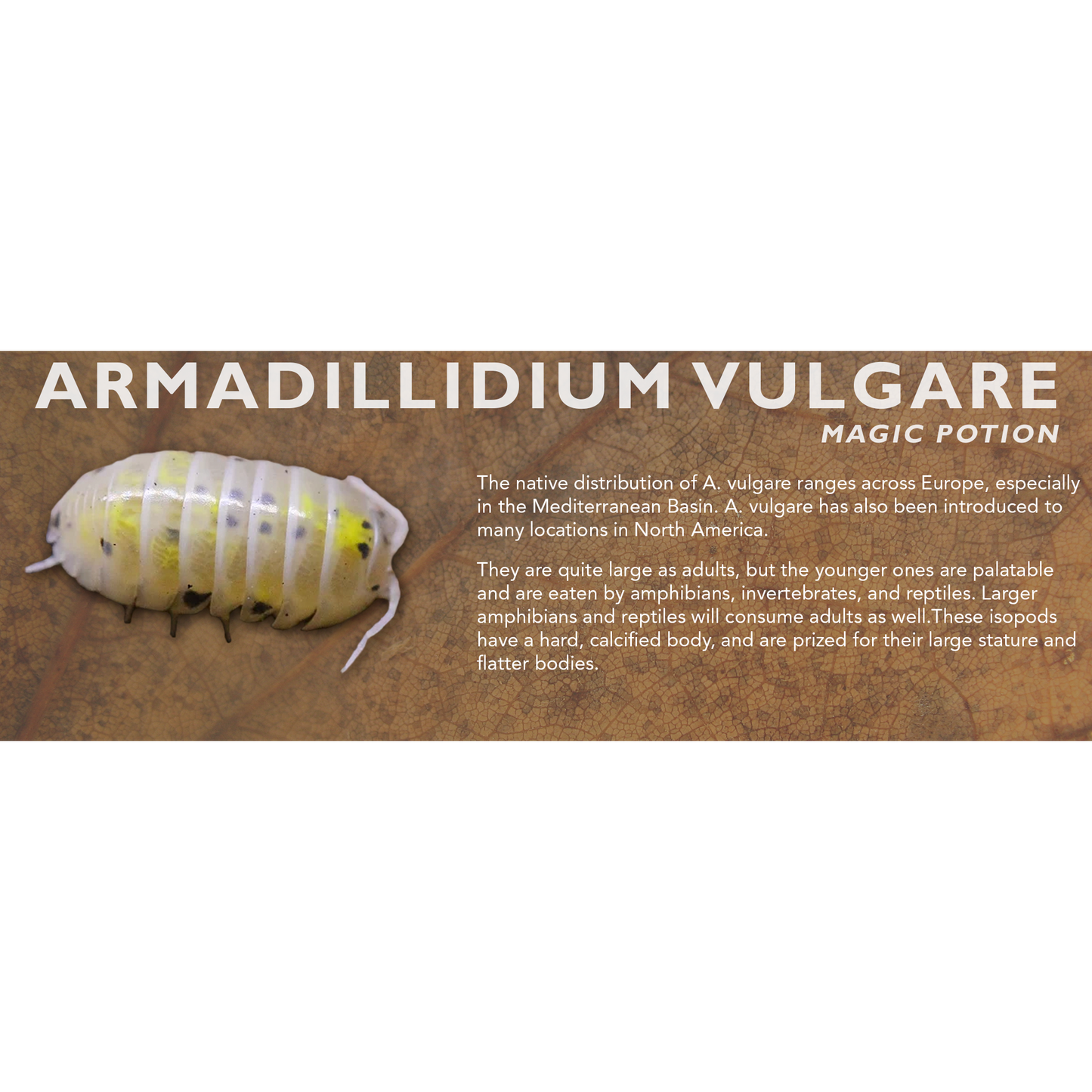 Armadillidium vulgare - Isopod Label