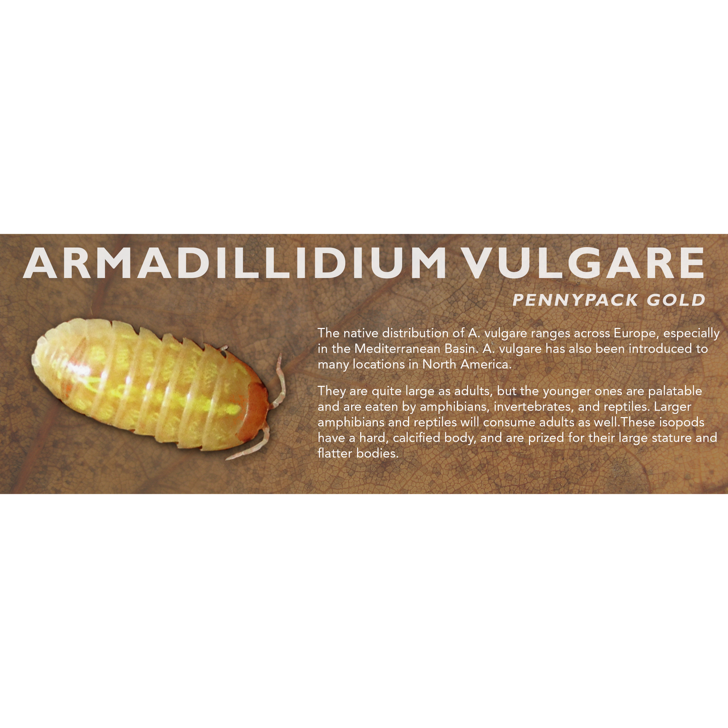 Armadillidium vulgare - Isopod Label