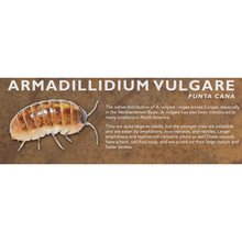 Load image into Gallery viewer, Armadillidium vulgare - Isopod Label