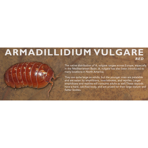 Armadillidium vulgare - Isopod Label