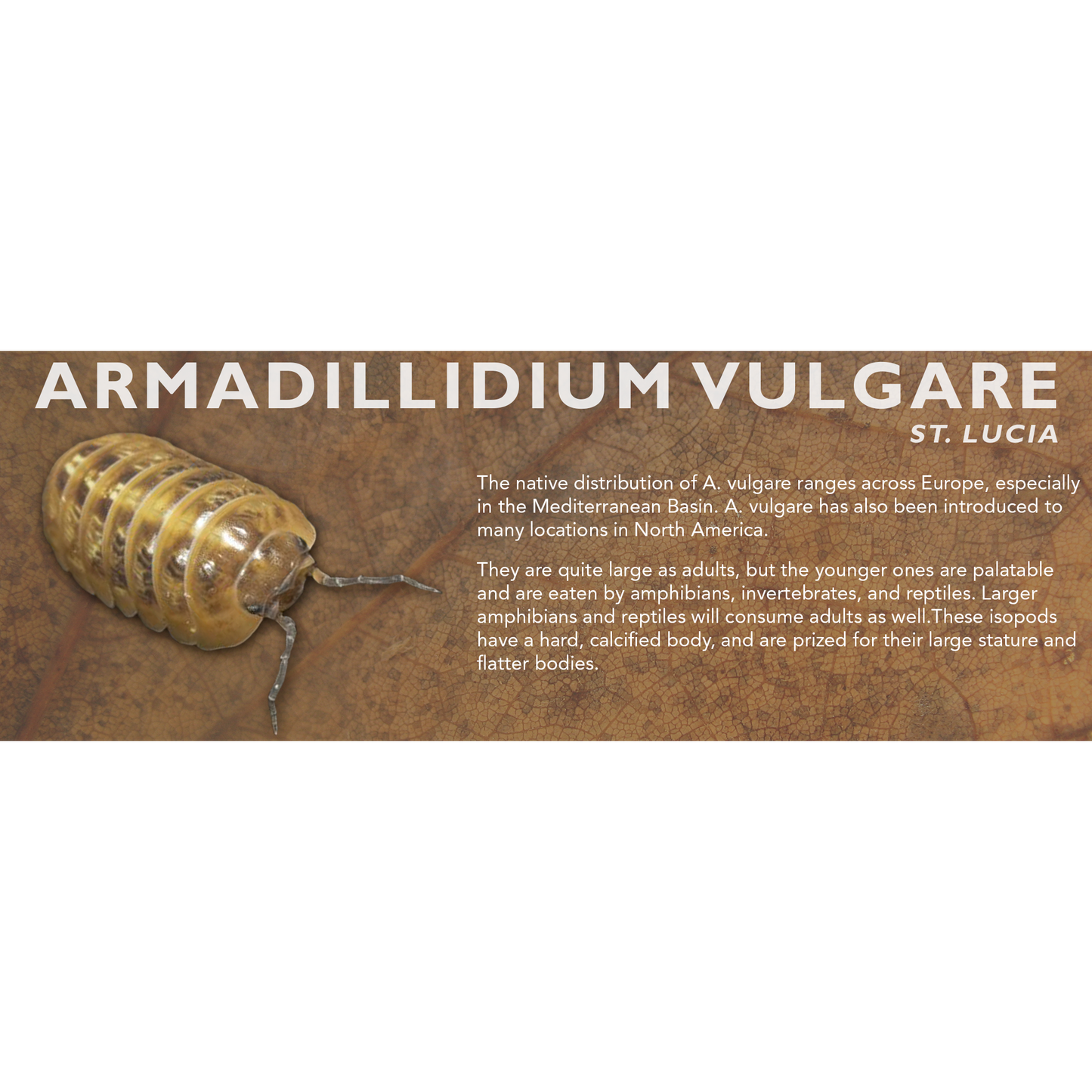 Armadillidium vulgare - Isopod Label