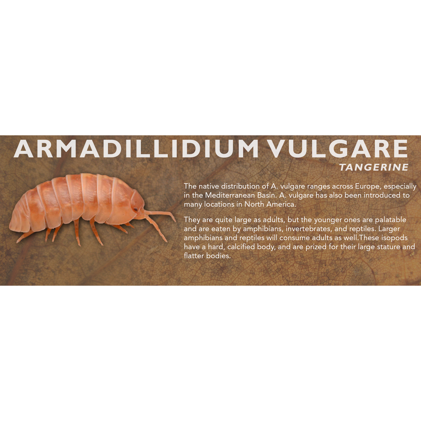 Armadillidium vulgare - Isopod Label