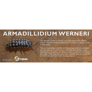 Armadillidium werneri - Isopod Label
