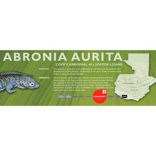 Cope's Arboreal Alligator Lizard (Abronia aurita) Classic Vivarium Label