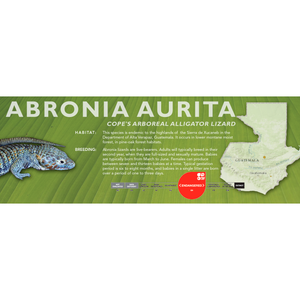 Cope's Arboreal Alligator Lizard (Abronia aurita) Standard Vivarium Label