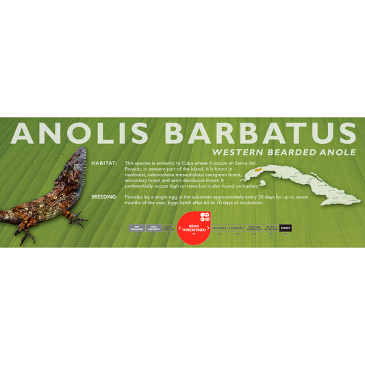 Western Bearded Anole (Anolis barbatus) Classic Vivarium Label