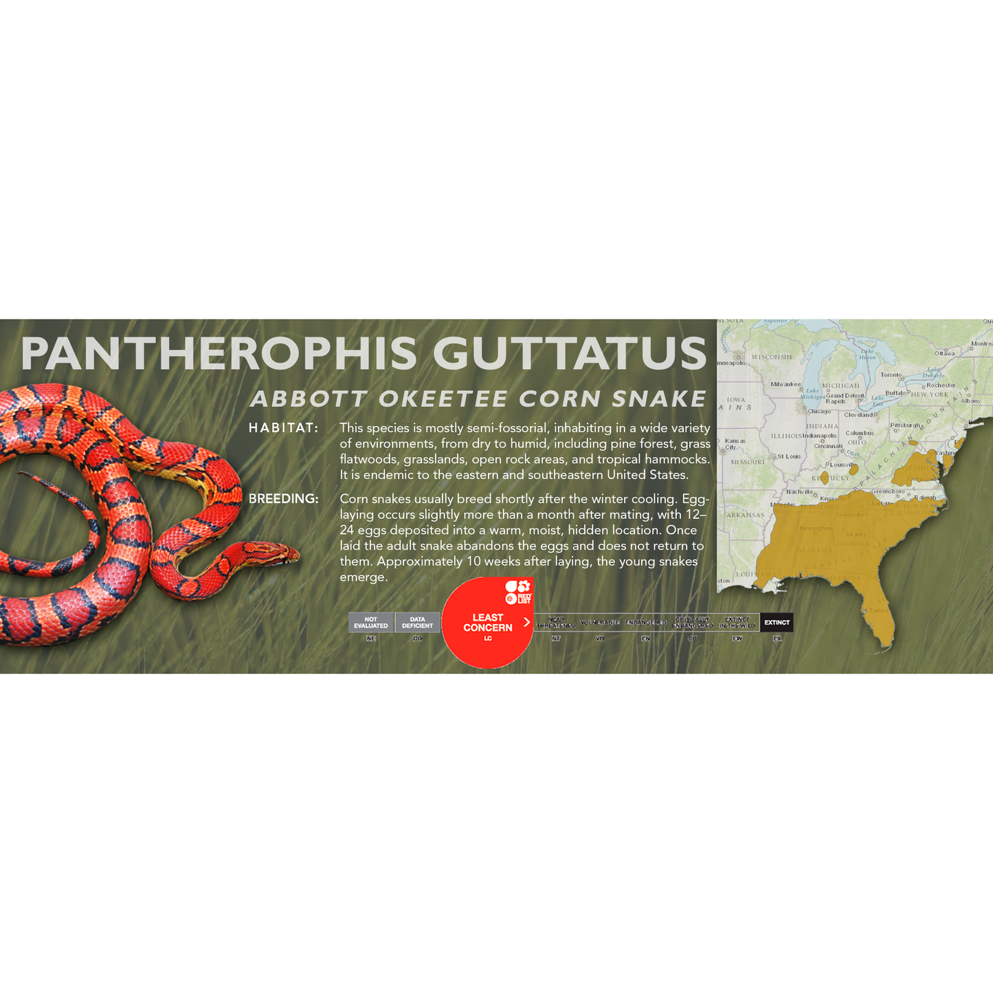 Corn Snake (Pantherophis guttatus) Classic Vivarium Label