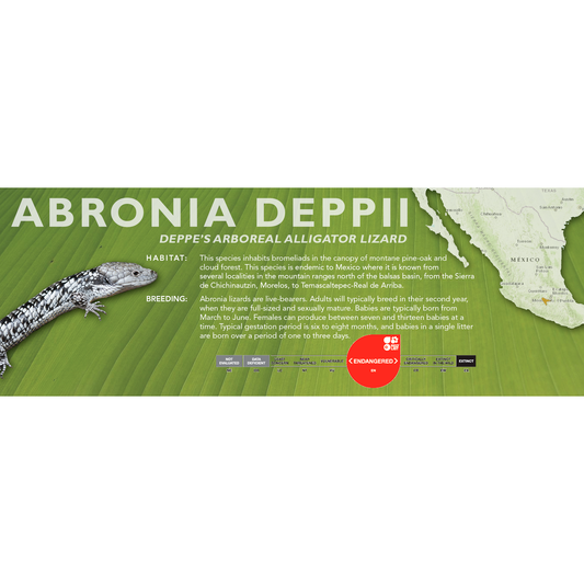 Deppe’s Arboreal Alligator Lizard (Abronia deppii) Classic Vivarium Label