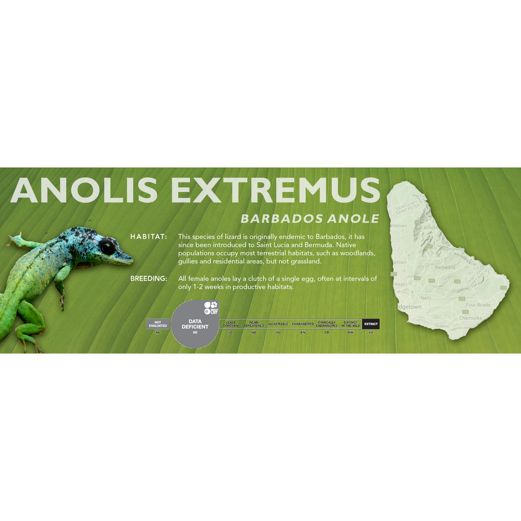 Barbados Anole (Anolis extremus) Standard Vivarium Label – Cloud