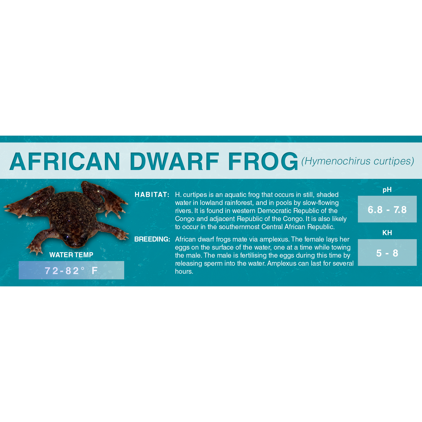 African Dwarf Frog (Hymenochirus curtipes) - Standard Vivarium Label