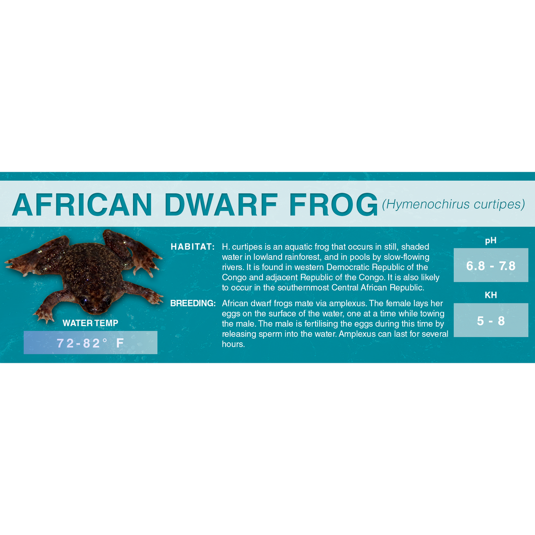 African Dwarf Frog (Hymenochirus curtipes) - Standard Vivarium Label