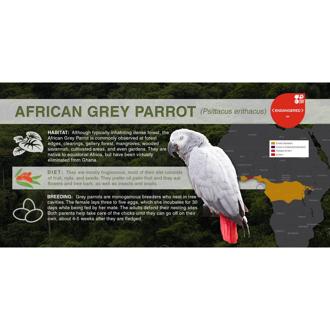 African Grey Parrot (Psittacus erithacus) - Aluminum Sign
