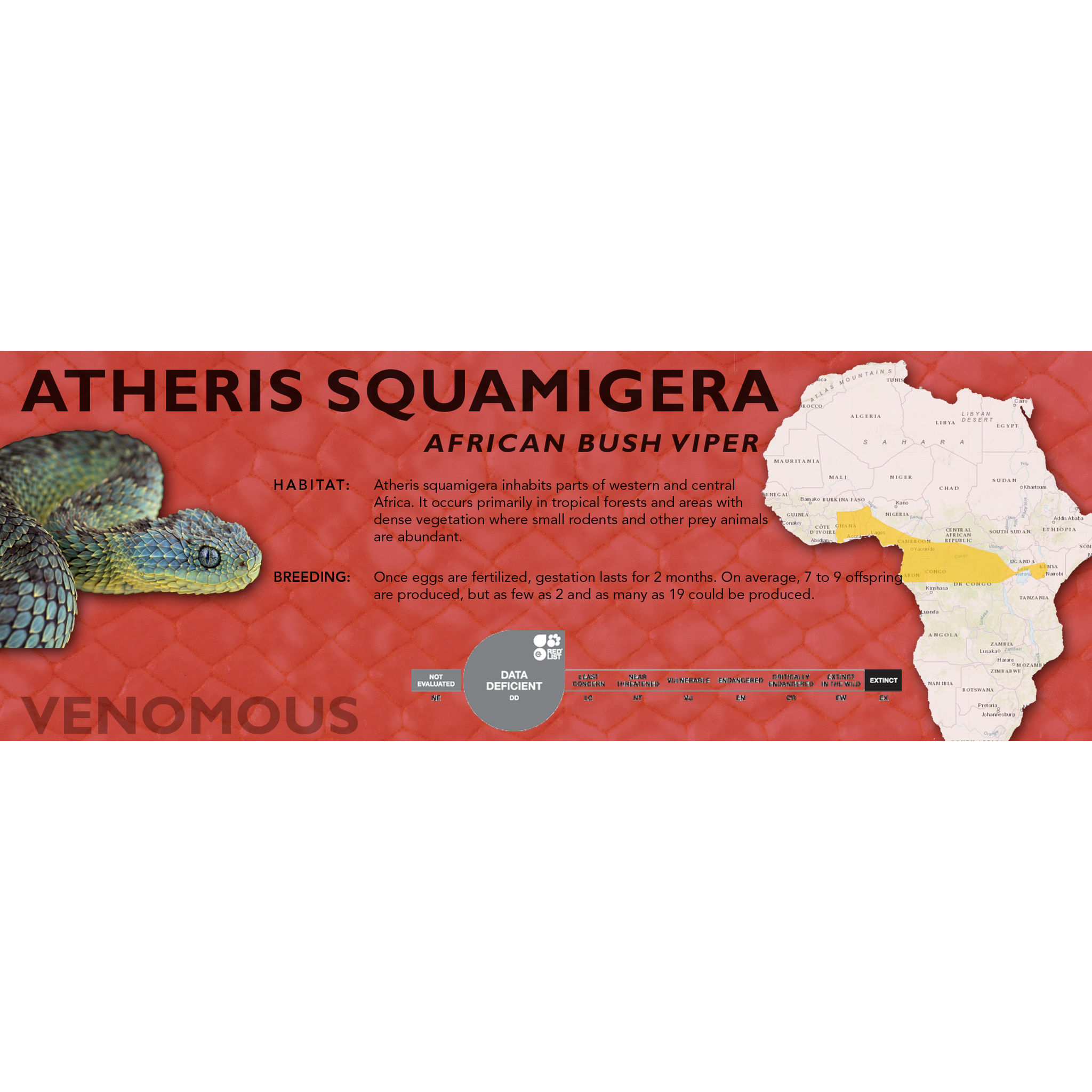 African Bush Viper (Atheris squamigera) Standard Vivarium Label – Cloud  Forest Design