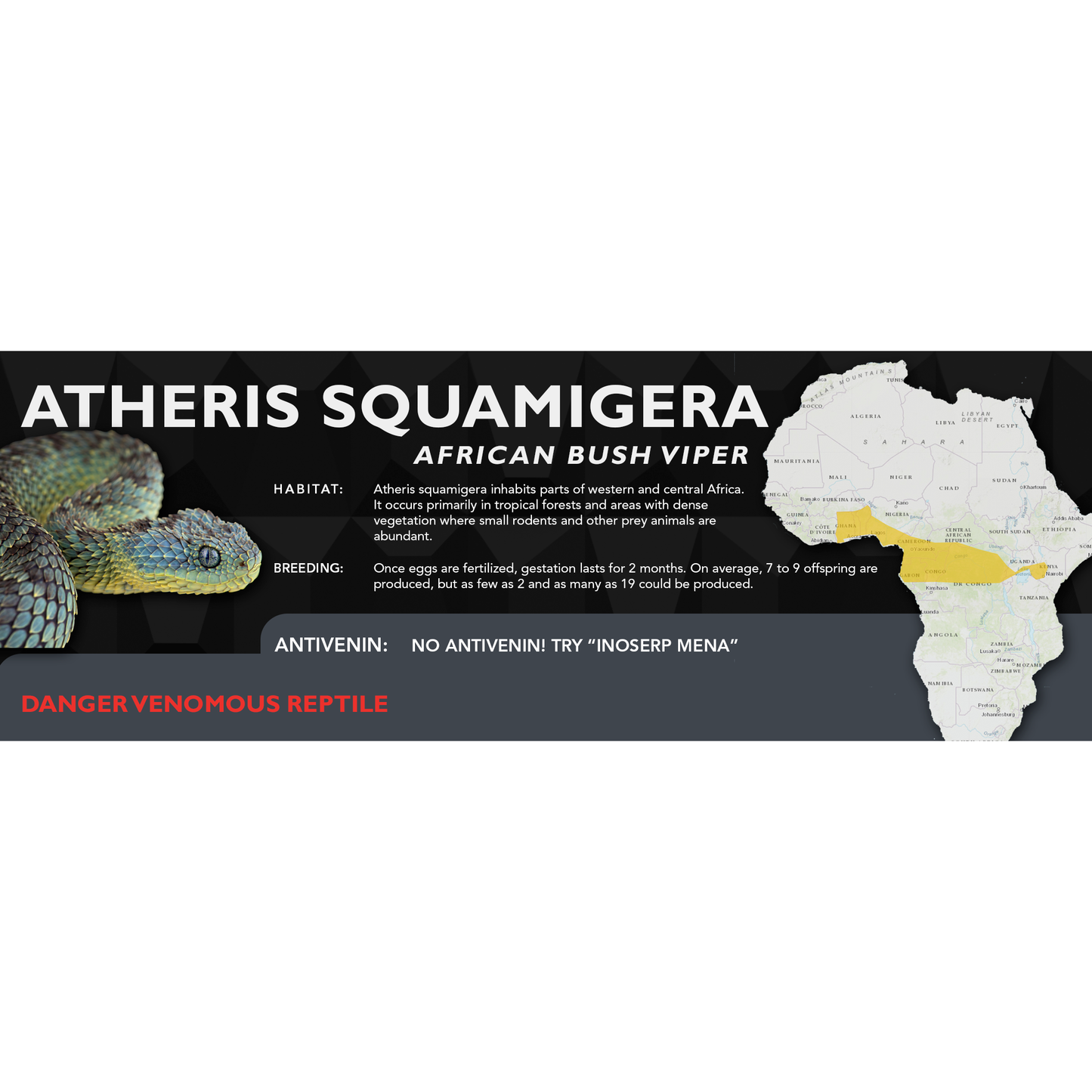 African Bush Viper (Atheris squamigera) Classic Vivarium Label