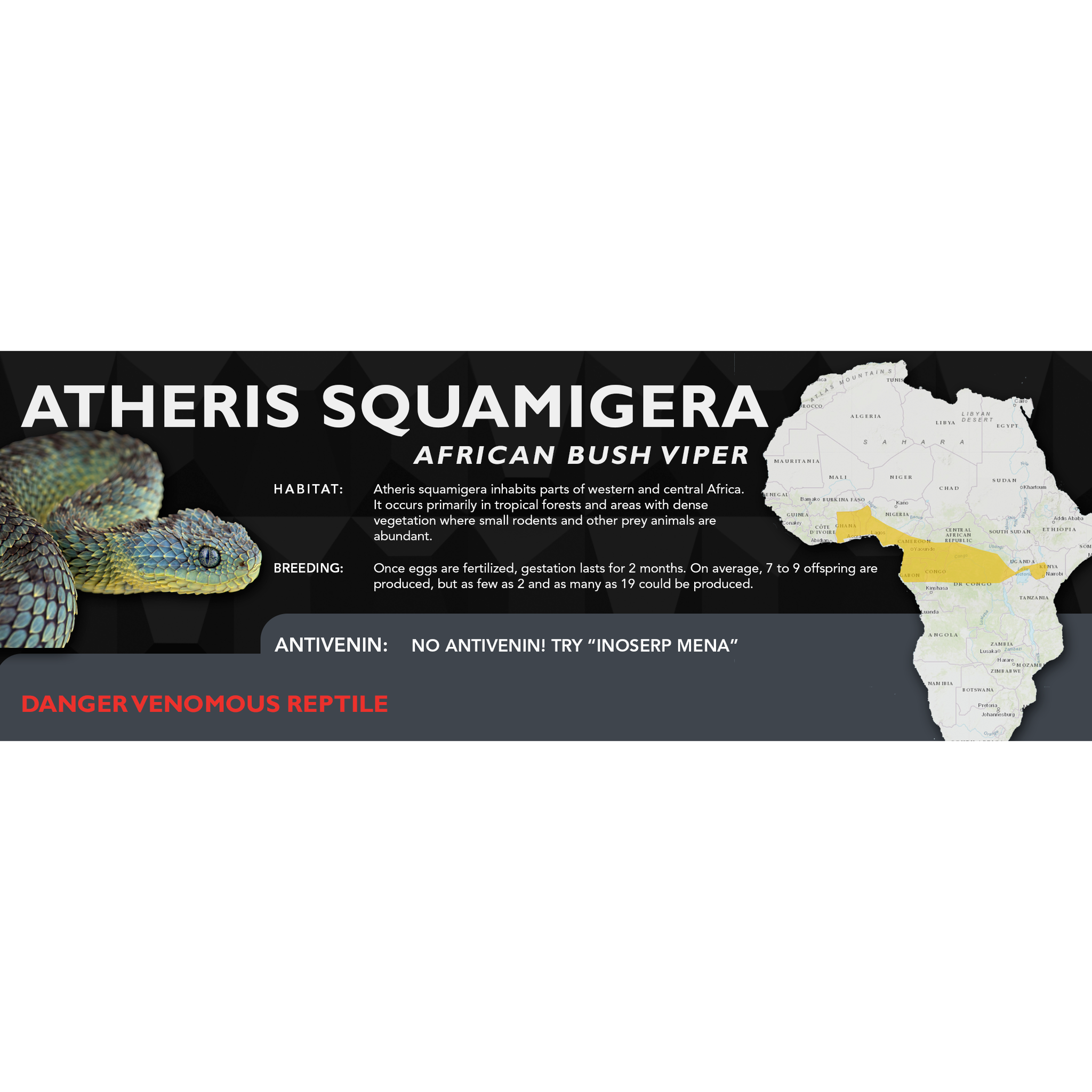 🔥 Atheris squamigera : r/forbiddenboops