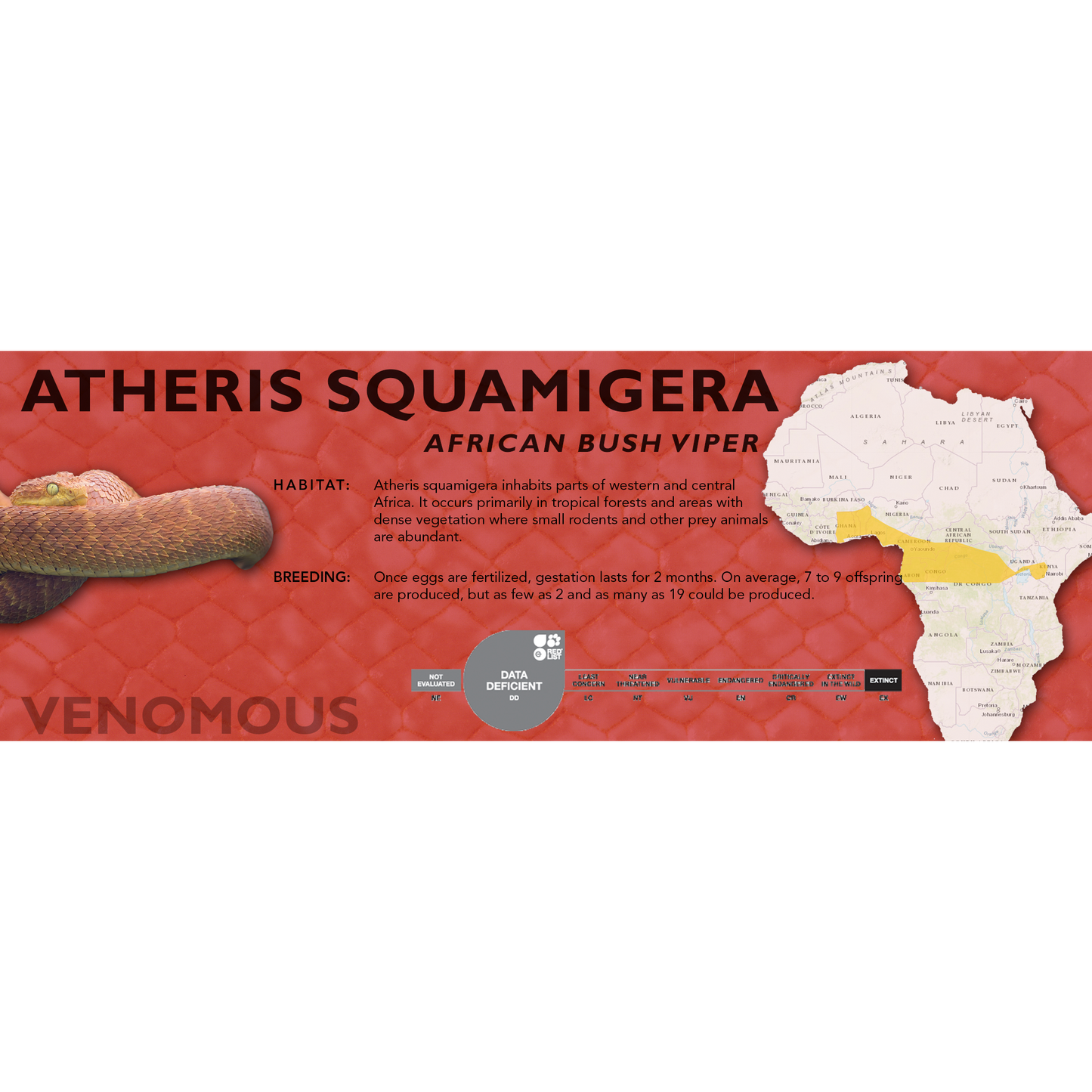 African Bush Viper (Atheris squamigera) Classic Vivarium Label