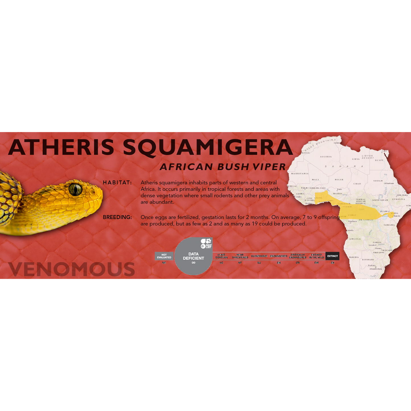 African Bush Viper (Atheris squamigera) Classic Vivarium Label