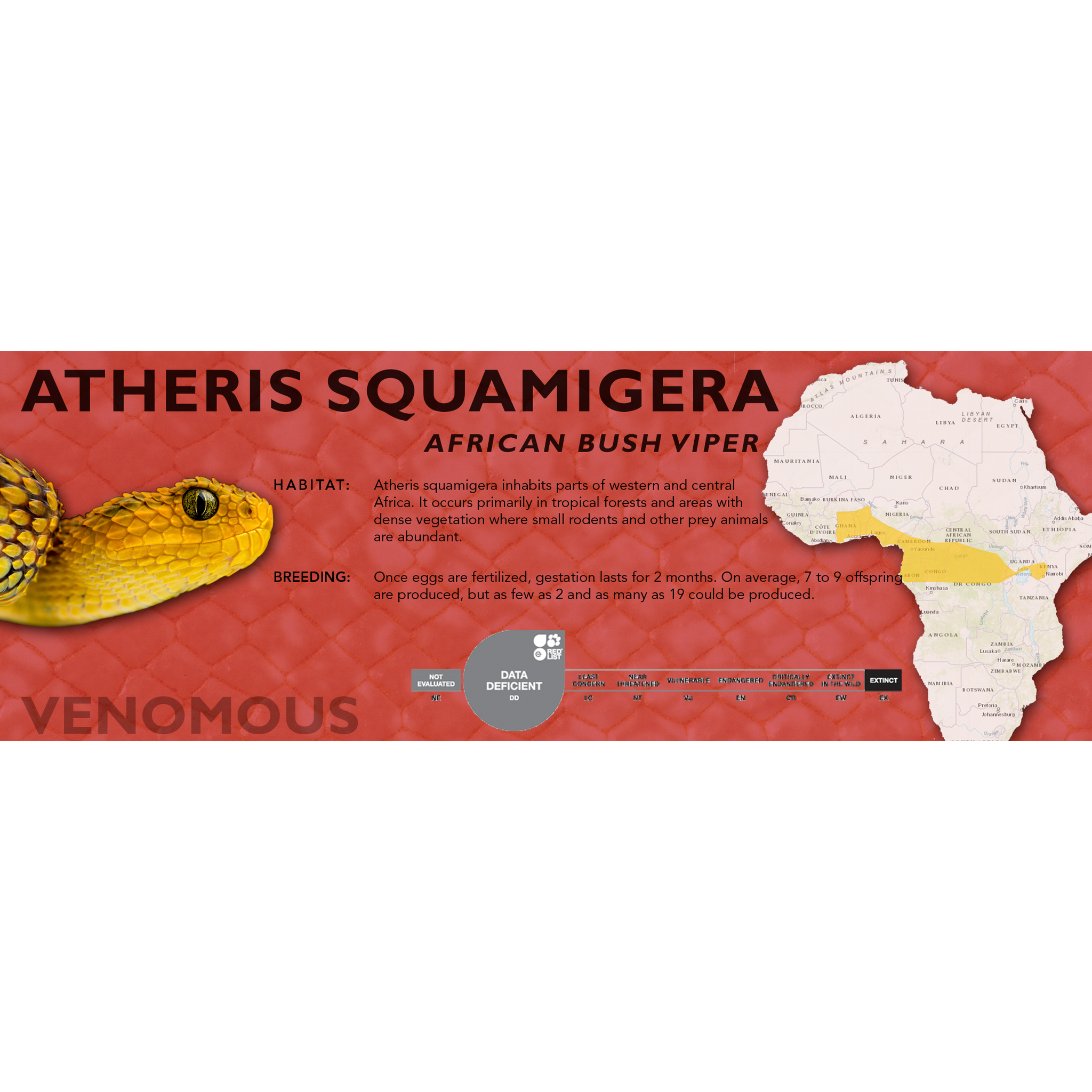 African Bush Viper (Atheris squamigera) Standard Vivarium Label – Cloud  Forest Design