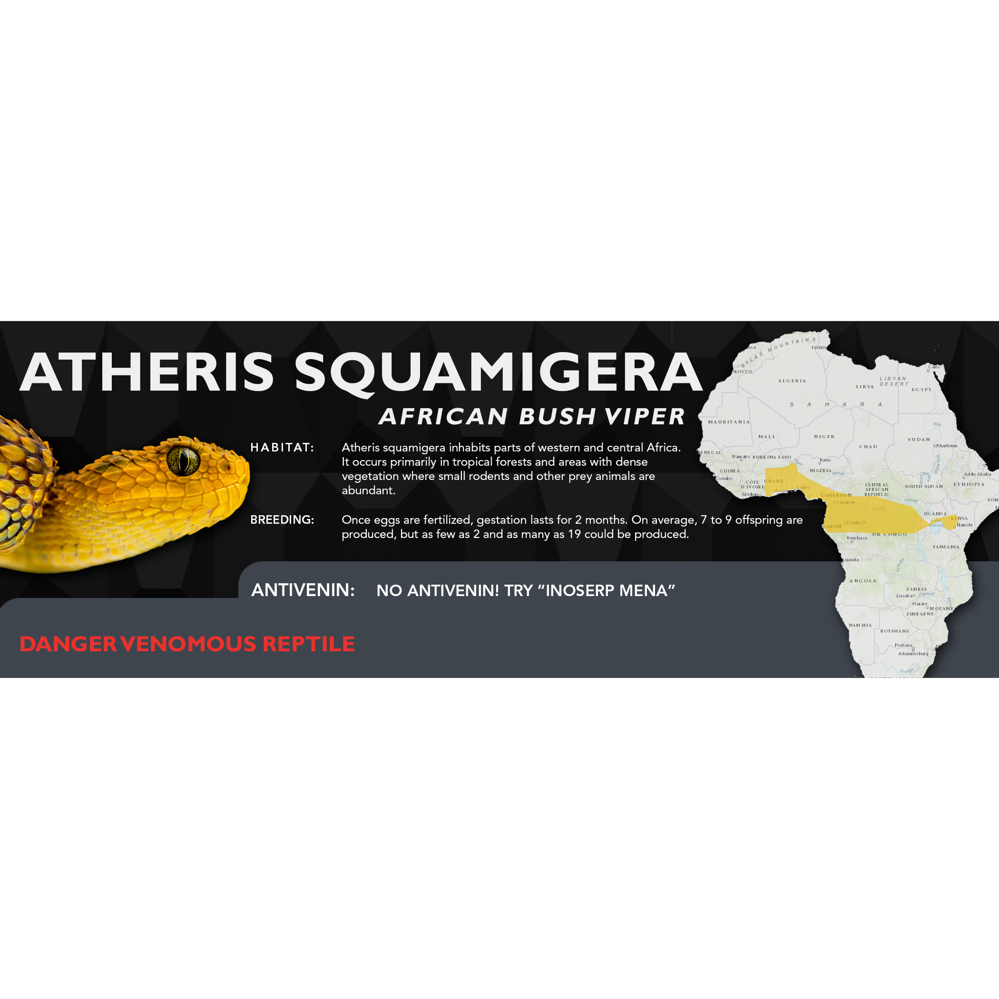 Specimen of Atheris squamigera (CAS 207868) from Bioko Island