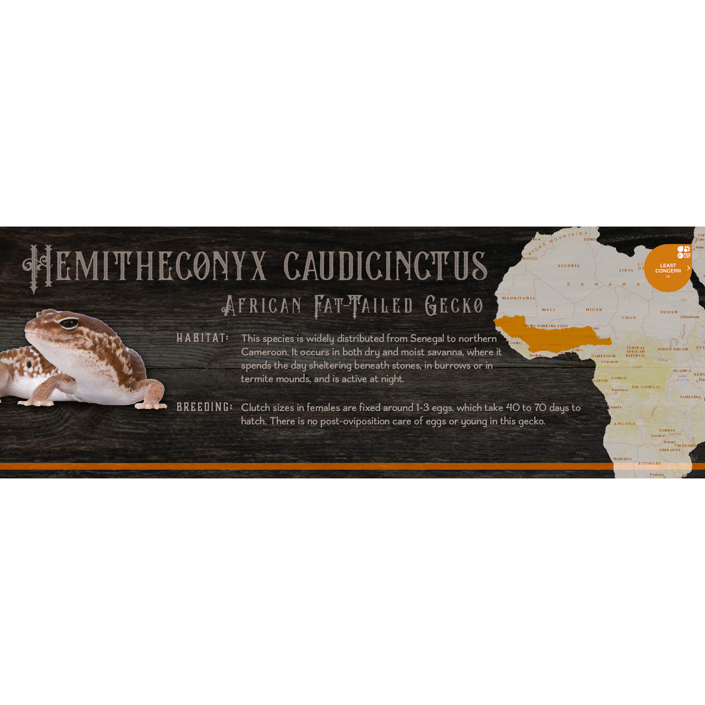 Special Edition Halloween Vivarium Label